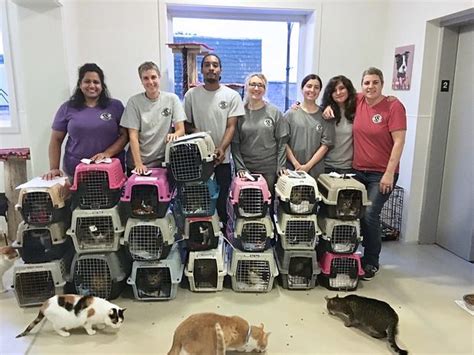 Felines And Canines The Anti Cruelty Society And Paws Chicago Have Cats