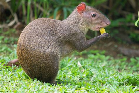 The Agouti And The Paca Rodents Of South America Pethelpful By