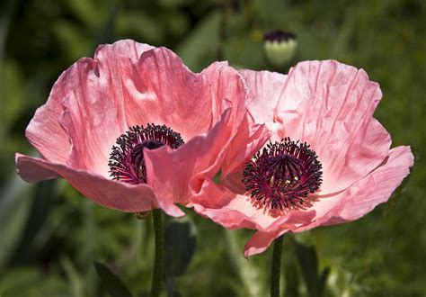 Pink Poppies For Valerie