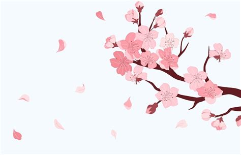 Premium Vector Sakura Branch Cherry Blossom With Falling Petals Of Pink Flowers Japanese