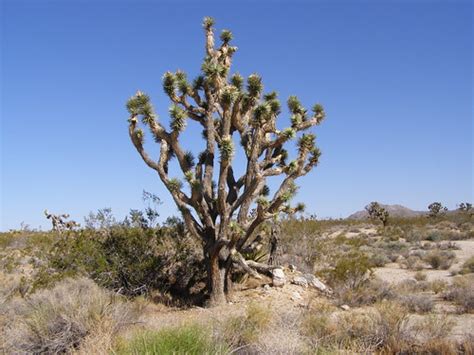 Joshua Tree In Mojave Desert Photo By Jim On Wednesday Flickr