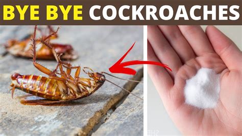 Best Way To Get Rid Of Cockroaches Discount Outlet Save 63 Jlcatj