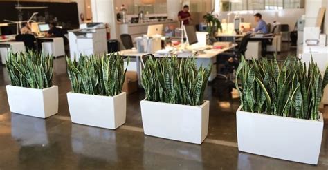 Plants As Desk And Room Divider For Office Space Plant Office Decor