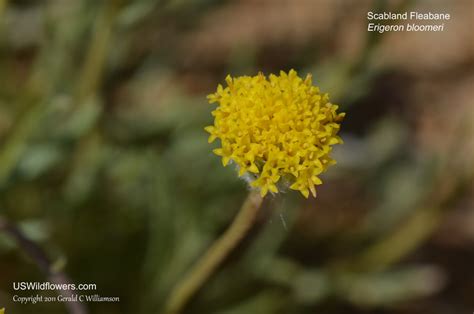 Us Wildflowers Database Of Yellow Wildflowers For California