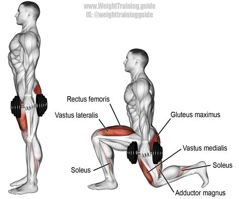 An Image Of A Man Doing Squats With The Muscles Labeled In Red And White