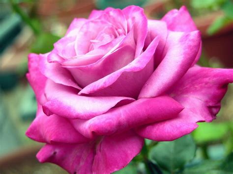 Pink Rose Flowers Images 13 Widescreen Wallpaper