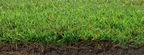 That includes crowding out other grasses that exist in your. Zoysia Sod - Buy Zoysia Sod Online - Zoysia Sod Installation
