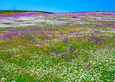 20000 Flower Field Aerial View Stock Photos Pictures And Royalty Free