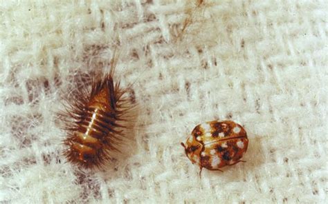 7 Proven Methods To Get Rid Of Carpet Beetles Rhythm Of The Home