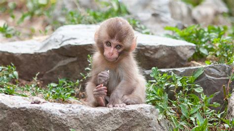 Pictures Of Baby Monkeys Wallpaper In Hd Hd Wallpapers Wallpapers