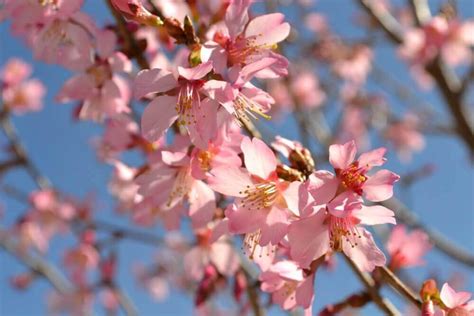 The tree that grows from the cherry pit will not resemble the parent plant. Flowering Cherry Trees | Fairview Garden Center | Raleigh NC