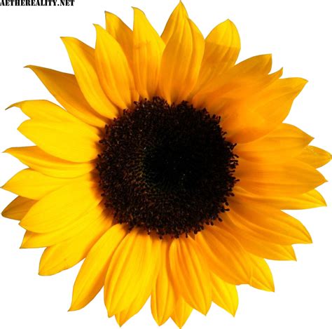 Common Sunflower Image Sticker Clip Art Flower Png
