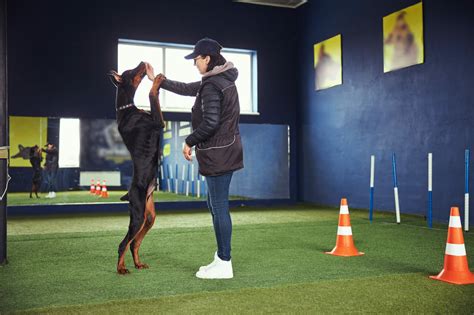 Exercise And Physical Activity For Dobermans Doberman Pinscher Dog Breed