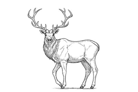 How To Draw A Deer Step By Step Design Psdtuts Deer Drawing Elk