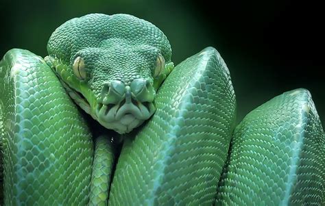 Too Close For Comfort Incredible Photos Of Green Tree Python Hunting