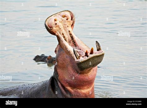 Dientes Feroces Fotos E Imágenes De Stock Alamy