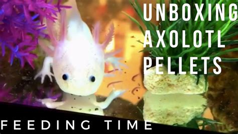 Axolotl Pellet Unboxing And Feeding Youtube