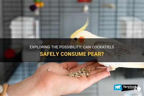 Exploring The Possibility: Can Cockatiels Safely Consume Pear? | PetShun