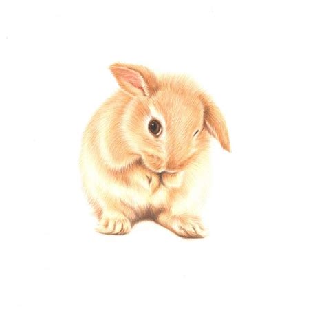 Coucou, aujourd'hui je vous fait mon premier tuto réaliste en vous dessinant un lapin. Bébé lapin coquin, mars 2015. Reproduction 10 x 10 po (25 ...