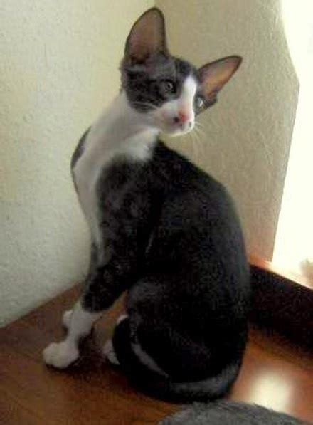 Oriental Bicolor Cat Info Temperament Care Training Pictures