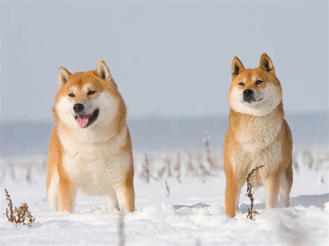 Get To Know The Shiba Inu The Internet Sensation