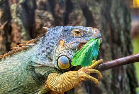 Green iguana eating leaf while resting on branch of tree · Free Stock Photo