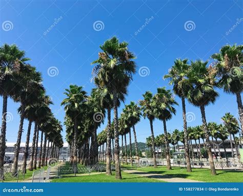 Palm Trees In The Park Of Adler City Russia Stock Photo Image Of