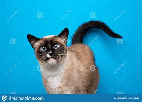 Funny Blue Eyed Siamese Cat Looking Angry On Blue Background Stock
