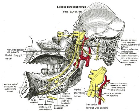 Anatomy Head And Neck Medial Internal Pterygoid Nerve Statpearls