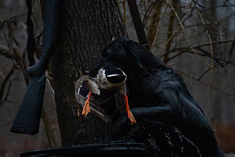 Duck Hunting 101 What To Bring For Your First Time In The Blind Big
