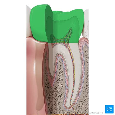 Dente Anatomia Estrutura Funções Partes E Tipos Kenhub