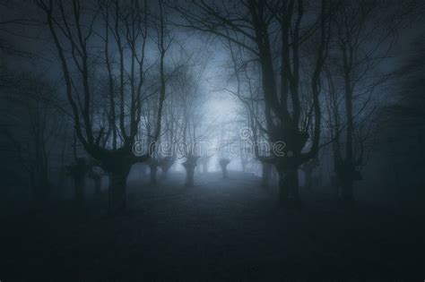 Eng Geheimzinnig Bos In Mist In De Herfst Magische Bomen Stock Foto