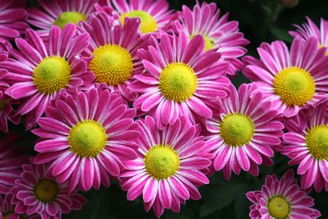 So Pretty In Pink Daisy Chrysanthemum At Longwood Gardens Lisa