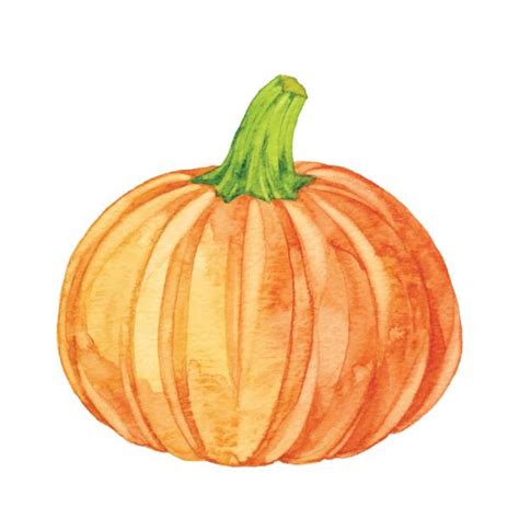 Watercolor Pumpkin Illustrations Royalty Free Vector Graphics And Clip
