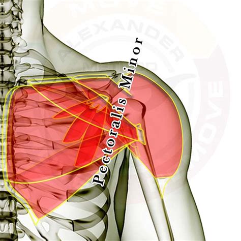 Pectoralis Minor