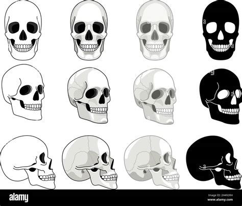 Skull Sides Front And Side Views Drawn Skull Collection For Evolution