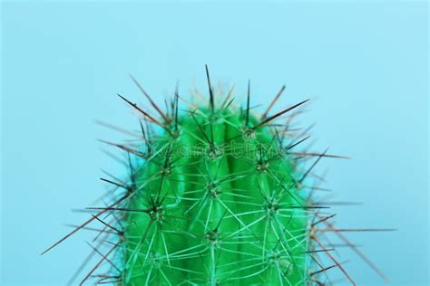 Beautiful Bright Cactus On Light Blue Background Stock Photo Image Of