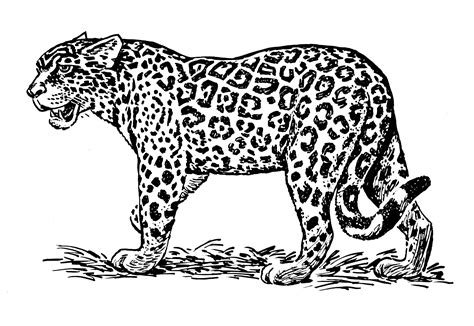 Drawings Jaguar Animals Printable Coloring Pages