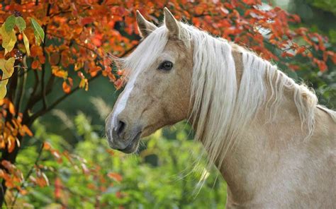 Fall Horse Wallpaper 42 Images