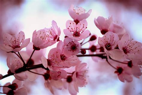 Sakura Cherry Blossom Japan National Flower Full