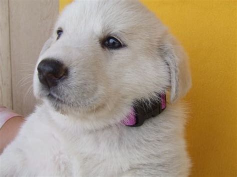 See more of golden retriever puppies of colorado on facebook. Litter of 10 Alaskan Malamute-Great Pyrenees Mix puppies ...