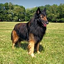 The belgian tervuren will do okay in an apartment if it is sufficiently exercised. Puppies Kingdom: Belgian Tervuren