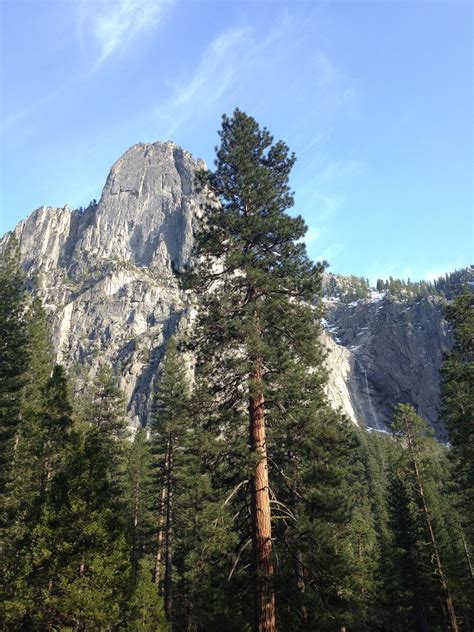 Images Of California Pine Trees Shameka Verdin