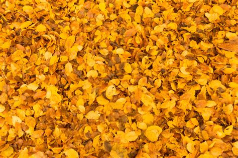 Yellow Leaves Background Free Stock Photo Public Domain Pictures