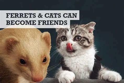 Do Ferrets And Cats Get Along And Live Together Introducing