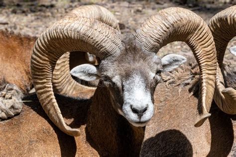 Armenian Mouflon With Huge Horns In The Wild Nature Close Up Stock