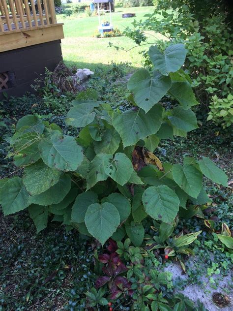 What kind of bush has purple flowers. What Is This Plant? It Has Huge Heart-shaped Serrated ...