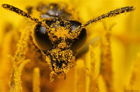 100 Award Winning Macro Photography Examples For You