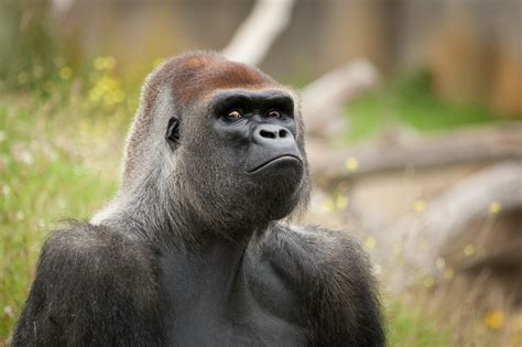 Gorilla Full Hd Wallpaper And Background Image 2048x1365 Id462221