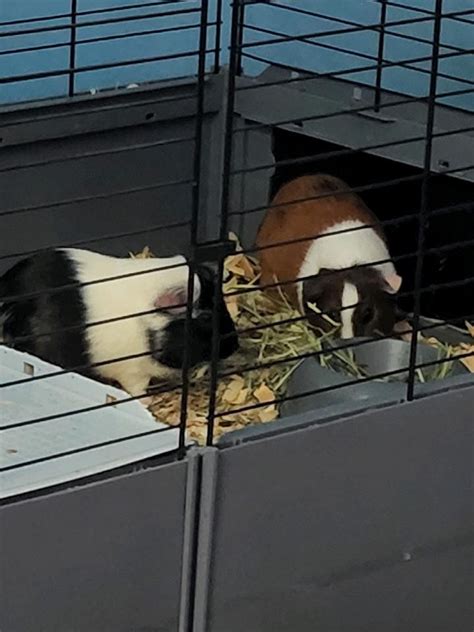 Guinea Pig Rodents For Sale Clarksville Tn 458168